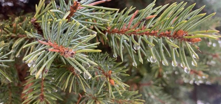 Синоптики спрогнозировали похолодание до 11 градусов после аномального тепла