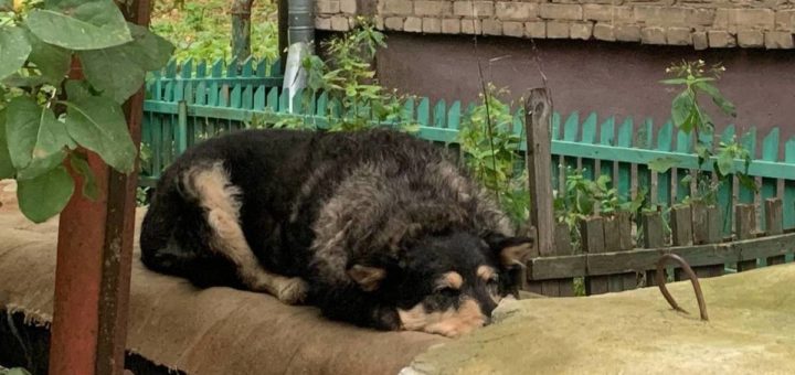 С начала 2023 года в Туле отловили порядка 260 бездомных собак