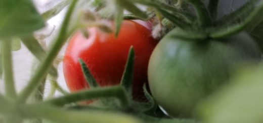 Огурцы и помидоры могут вызвать рак