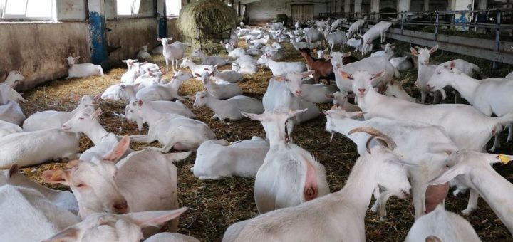 Тулякам не рекомендуют покупать мясо с рук из за Сибирской язвы