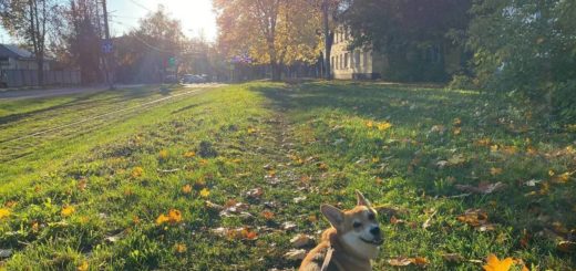 В тульском Заречье появятся две площадки для выгула собак