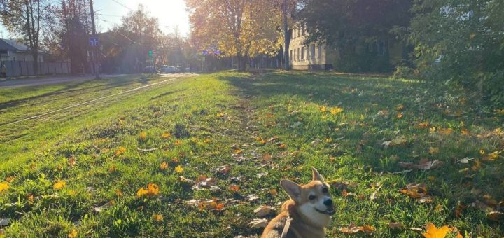 В тульском Заречье появятся две площадки для выгула собак