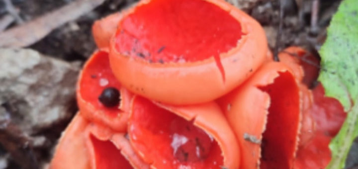 В тульских лесах начали находить грибы