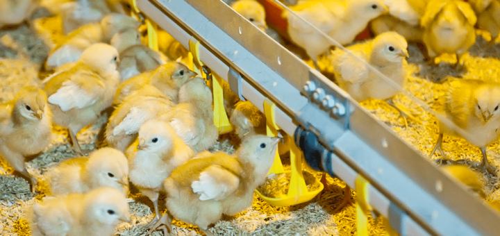 Как выращивать цыплят на ферме — Полезная информация